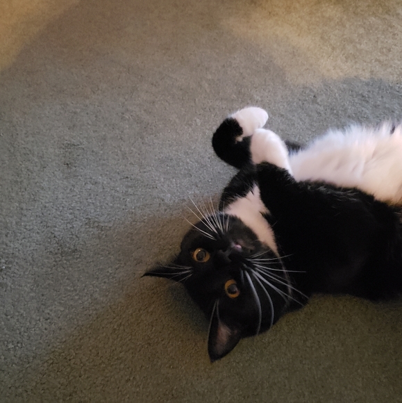 Meet your Posher, Brooke - Picture 1 of 1